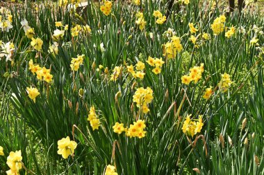 Yabani nergis (Narcissus pseudonarcissus) çiçekleri. Amarillidaceae daimi soğanlı bitkiler. Trompet şeklinde çiçekler kıştan bahara kadar açar..