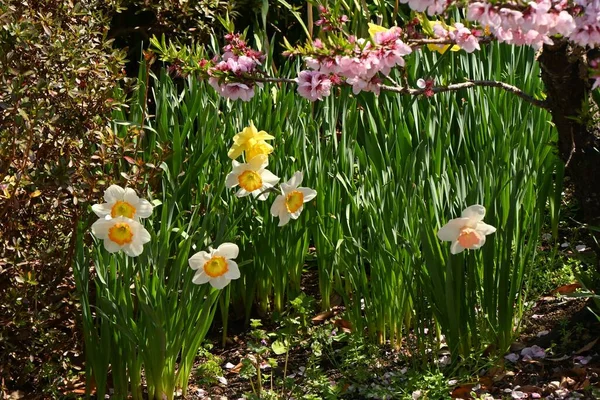 Vad Nárcisz Narcissus Pseudonarcissus Virágok Amaryllidaceae Évelő Hagymás Növények Trombita — Stock Fotó
