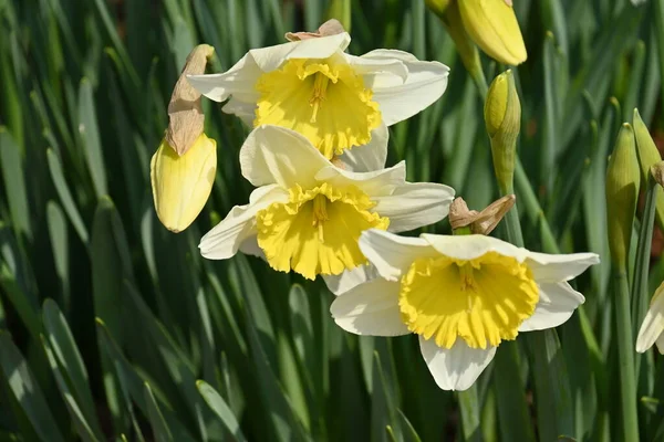 Wilde Narzissen Narcissus Pseudonarcissus Blühen Amaryllidaceae Mehrjährige Zwiebelpflanzen Die Trompetenförmigen — Stockfoto