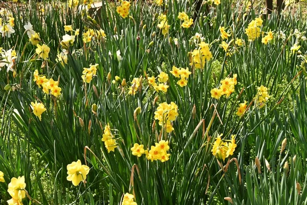 Narciso Silvestre Narcissus Pseudonarcissus Flores Amaryllidaceae Plantas Bulbosas Perennes Las — Foto de Stock