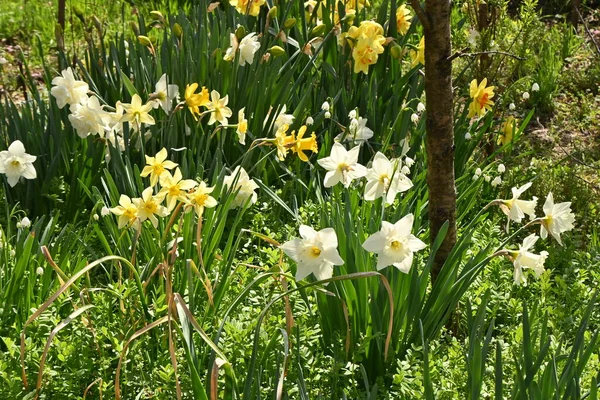 Vad Nárcisz Narcissus Pseudonarcissus Virágok Amaryllidaceae Évelő Hagymás Növények Trombita — Stock Fotó
