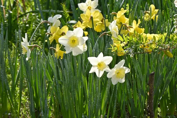 Дикие Цветы Нарцисса Narcissus Pseudonarcissus Amaryllidaceae Многолетние Луковичные Растения Цветы — стоковое фото