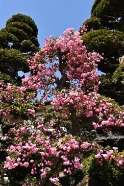 Çiçekli yaban elması (Malus halliana) çiçekleri. Rosaceae yaprakları Çin 'e özgüdür. Pembe çiçekler Nisan 'dan Mayıs' a kadar açar..