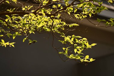 Uzun stewartia (Stewartia monadelpha) ağacı. Theaceae 'nin Japonya' ya özgü yaprak döken ağacı. Taze yeşil ve sonbahar yaprakları güzeldir ve yazın beyaz çiçekler açar..