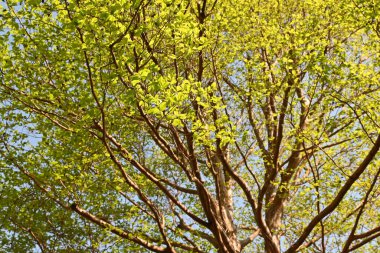 Uzun stewartia (Stewartia monadelpha) ağacı. Theaceae 'nin Japonya' ya özgü yaprak döken ağacı. Taze yeşil ve sonbahar yaprakları güzeldir ve yazın beyaz çiçekler açar..