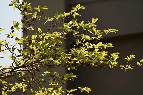Hoher Stewartia Stewartia Monadelpha Baum Der Laubbaum Theaceae Stammt Aus — Stockfoto