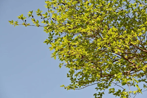 Stewartia Alta Stewartia Monadelpha Árvore Theaceae Árvore Caduca Nativa Japão — Fotografia de Stock