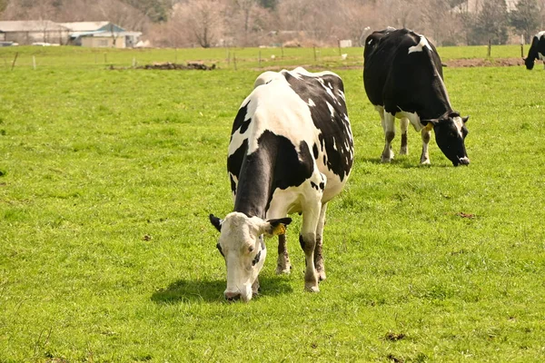 Uma Cena Vacas Que Nidificam Grama Pastuye — Fotografia de Stock