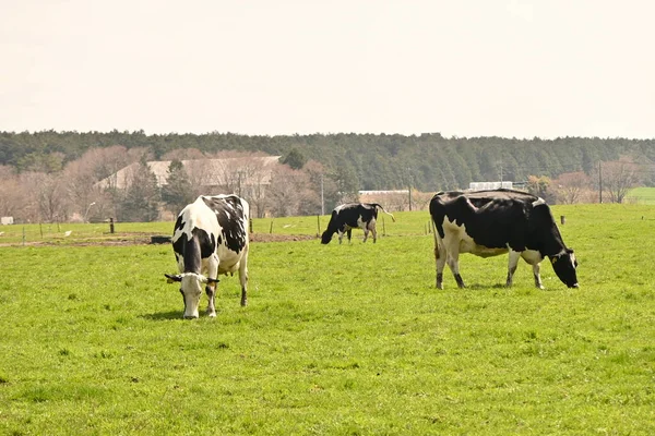 Una Escena Vacas Probando Hierba Pasto — Foto de Stock