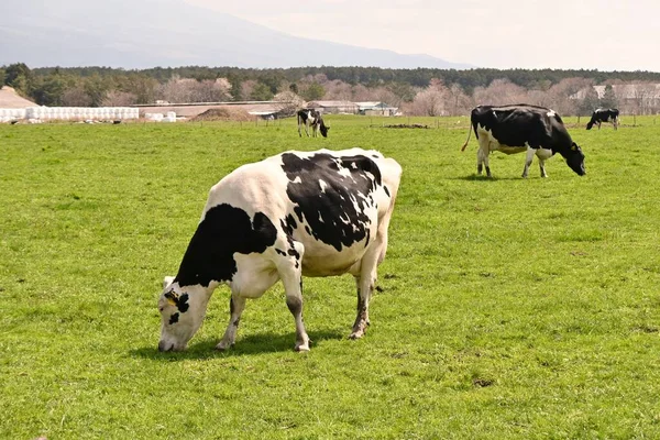 Uma Cena Vacas Que Nidificam Grama Pastuye — Fotografia de Stock