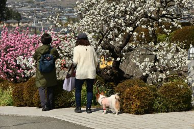  Çiçek açmış şeftali. Rosaceae yaprak döken çiçek ağacı. Mart 'tan Nisan' a kadar çiçek açar.