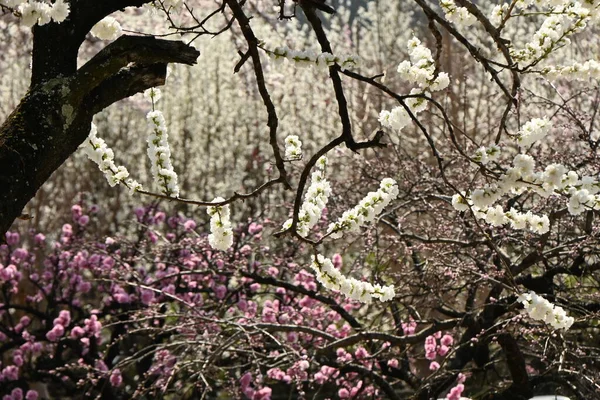 Brzoskwinia Hana Pełnym Rozkwicie Rosaceae Liściaste Drzewo Kwitnące Kwitnie Marca — Zdjęcie stockowe