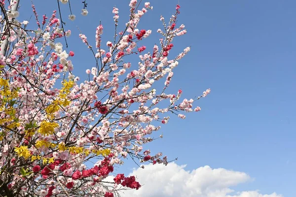 Hana Pêssego Plena Floração Rosaceae Árvore Floração Decídua Flores Março — Fotografia de Stock