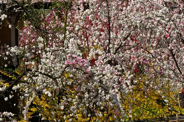 Hana Ροδάκινο Πλήρη Άνθιση Rosaceae Φυλλοβόλο Ανθοφόρο Δέντρο Ανθίζει Από — Φωτογραφία Αρχείου