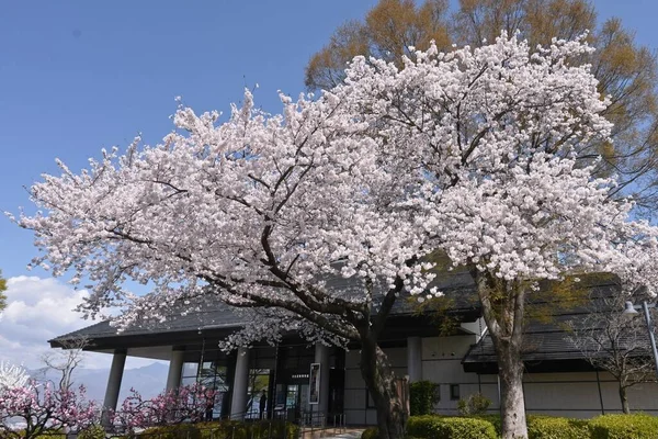 Viajar Para Japão Ver Flores Cerejeira Melhor Época Para Ver — Fotografia de Stock
