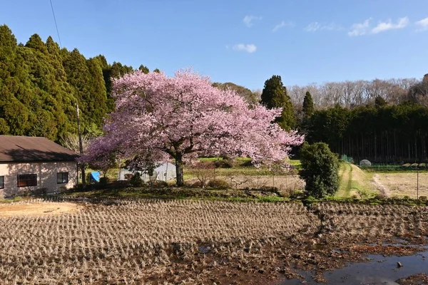 Ταξίδι Στην Ιαπωνία Θέαση Κερασιάς Καλύτερη Στιγμή Για Δείτε Λουλούδια — Φωτογραφία Αρχείου