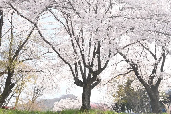 Japonya Seyahat Kiraz Çiçeği Manzarası Çiçekleri Görmek Için Iyi Zaman — Stok fotoğraf