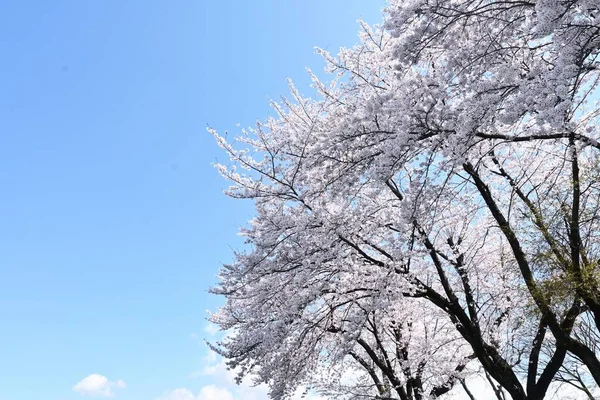 Поездка Японию Цветение Вишни Лучшее Время Увидеть Цветы Конца Марта — стоковое фото