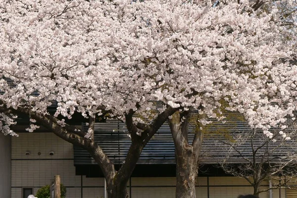 Подорож Японію Краєвид Сакури Найкращий Час Побачити Квіти Кінця Березня — стокове фото