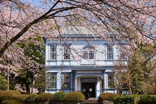 Reis Naar Japan Cherry Bloesem Bekijken Beste Tijd Bloemen Zien — Stockfoto