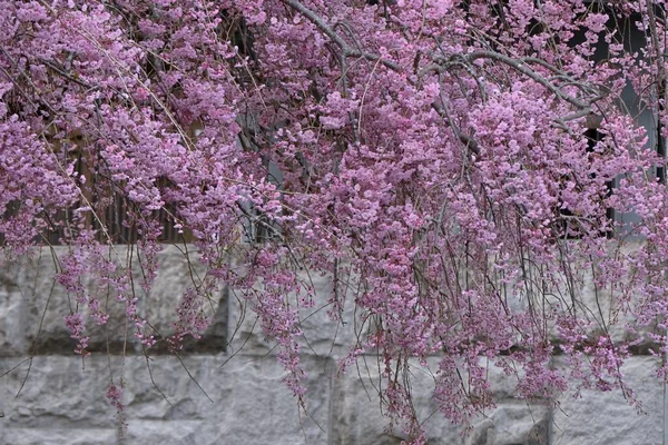 Cestování Japonska Pozorování Cherry Blossom Nejlepší Čas Vidět Květiny Konce — Stock fotografie