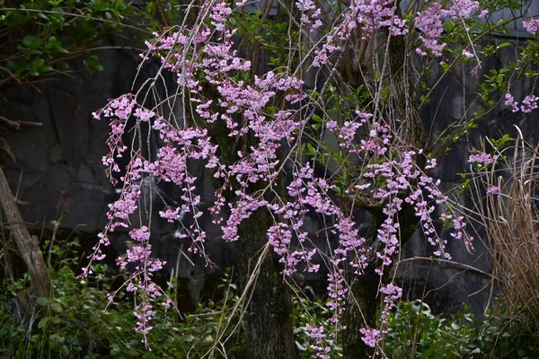 Cestování Japonska Pozorování Cherry Blossom Nejlepší Čas Vidět Květiny Konce — Stock fotografie