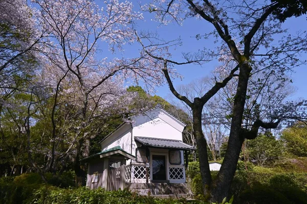 stock image Travel to Japan, Cherry blossom viewing. The best time to see the flowers is from late March to early April, but due to the effects of global warming, the flowering season has come earlier.