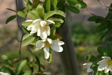 Michelia yunnanensis 'Kokulu İnci' çiçekleri. Magnoliaceae yemyeşil çalı Yunnan, Çin 'e özgüdür. Tatlı kokulu beyaz çiçekler Nisan 'dan Mayıs' a kadar açar..
