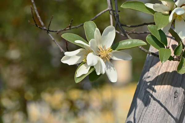 Michelia Yunnanensis Doftande Pärla Blommor Magnoliaceae Evergreen Buske Infödda Till — Stockfoto