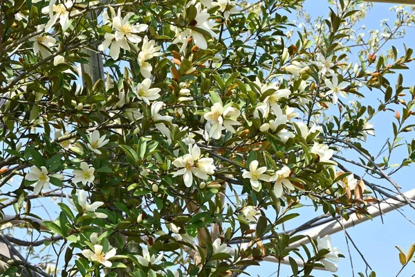 ミケーリア ユンナネンシス 香り真珠 雲南省 中国原産の黄緑色の低木 4月5月にかけて甘い香りの白い花を咲かせます — ストック写真