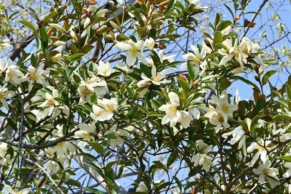 Michelia Yunnanensis Voněl Pearl Květiny Magnoliaceae Věčně Zelený Keř Původem — Stock fotografie