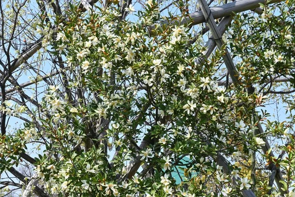 Michelia Yunnanensis Fleurs Perle Parfumée Magnoliaceae Arbuste Feuilles Persistantes Originaire — Photo