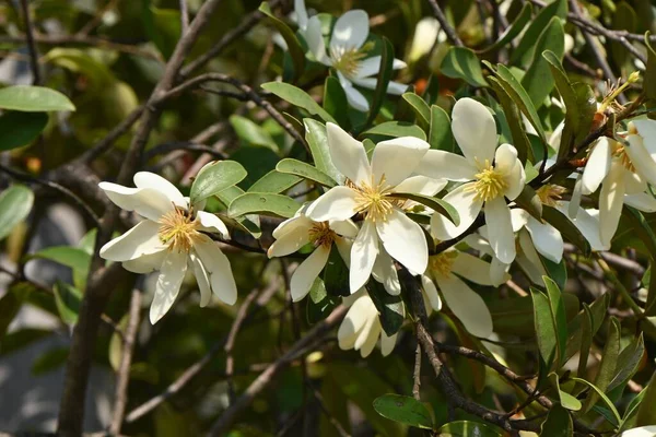 Kwiaty Michelia Yunnanensis Zapachowa Perła Magnoliaceae Wiecznie Zielony Krzew Pochodzi — Zdjęcie stockowe