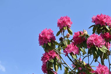 Rododendron çiçekleri. Ericaceae her daim yeşil çalı. Çiçek mevsimi Nisan 'dan Haziran' a kadardır. Ayrıca rodotoksin içeren zehirli bir bitkidir..