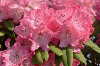 Rododendron çiçekleri. Ericaceae her daim yeşil çalı. Çiçek mevsimi Nisan 'dan Haziran' a kadardır. Ayrıca rodotoksin içeren zehirli bir bitkidir..