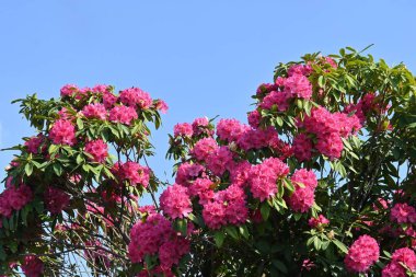 Rododendron çiçekleri. Ericaceae her daim yeşil çalı. Çiçek mevsimi Nisan 'dan Haziran' a kadardır. Ayrıca rodotoksin içeren zehirli bir bitkidir..