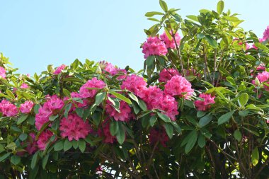 Rododendron çiçekleri. Ericaceae her daim yeşil çalı. Çiçek mevsimi Nisan 'dan Haziran' a kadardır. Ayrıca rodotoksin içeren zehirli bir bitkidir..