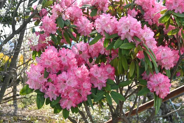 Rhododendron Flowers Ericaceae Evergreen Shrub Flowering Season April June Also — Stock Photo, Image
