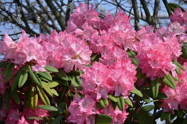 Kwiaty Rododendronu Ericaceae Wiecznie Zielony Krzew Sezon Kwitnienia Trwa Kwietnia — Zdjęcie stockowe