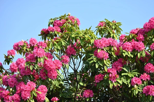 Rododendronovy Květiny Křoví Ericaceae Období Kvetení Dubna Června Také Jedovatá — Stock fotografie