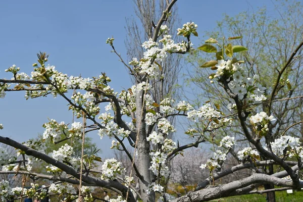Japońskie Kwiaty Gruszki Rosaceae Liściaste Drzewo Owocowe Białe Kwiaty Kwitną — Zdjęcie stockowe