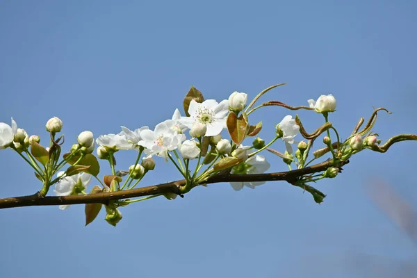 梨の花 バラ科の落葉樹 3月4月に白い花を咲かせ 秋に実を結ぶ — ストック写真