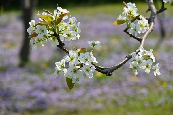 梨の花 バラ科の落葉樹 3月4月に白い花を咲かせ 秋に実を結ぶ — ストック写真