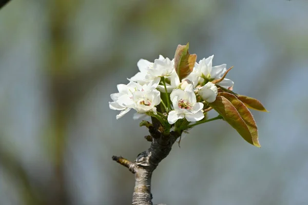 Japanska Päronblommor Rosaceae Lövträd Vita Blommor Blommar Frã Mars Till — Stockfoto
