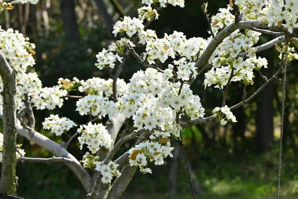 Japán Körte Virágok Rosaceae Lombhullató Gyümölcsfa Márciustól Áprilisig Fehér Virágok — Stock Fotó