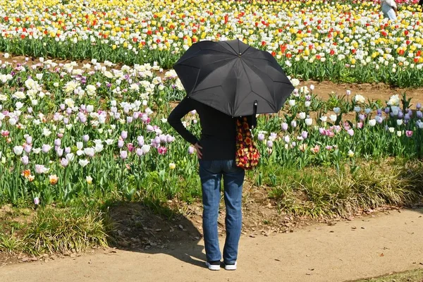 Цветы Тюльпанов Цветочном Саду Полном Цвету Сезонный Материал — стоковое фото