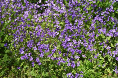 Çin menekşesi çiçekleri. Yıllık sutyen bitkileri. Mart 'tan Mayıs' a kadar çiçek açar.