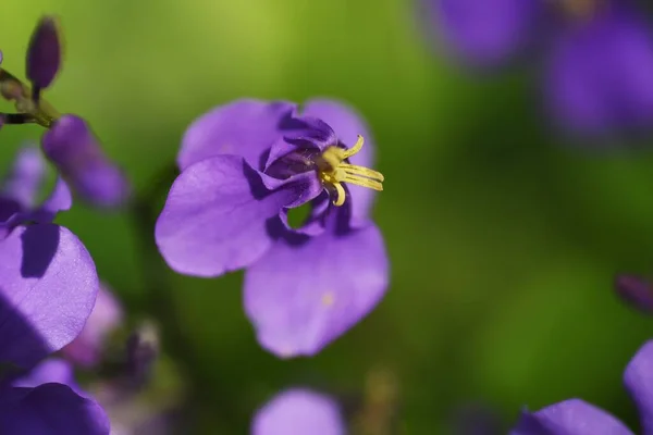 Chinese Violet Cress Flowers Brassicaceae Annual Plants Blooms March May — Stock Photo, Image