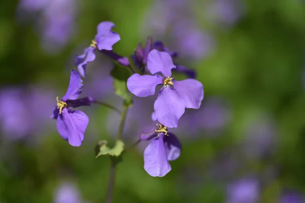 Chinese Violet Cress Flowers Brassicaceae Annual Plants Blooms March May — Stock Photo, Image