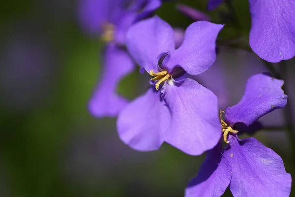 Китайские Фиолетовые Цветы Brassicaceae Ежегодные Растения Цветет Марта Май — стоковое фото